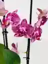 Orquídea Multiflora 2 Varas Morado Jaspeado - Matero De Cerámica