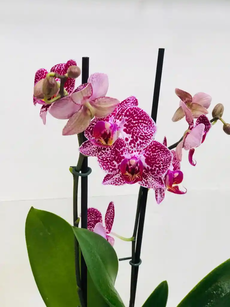 Orquídea Multiflora 2 Varas Morado Jaspeado - Matero De Cerámica