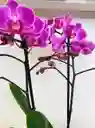 Orquídea Multiflora Lila Con Matero De Lujo