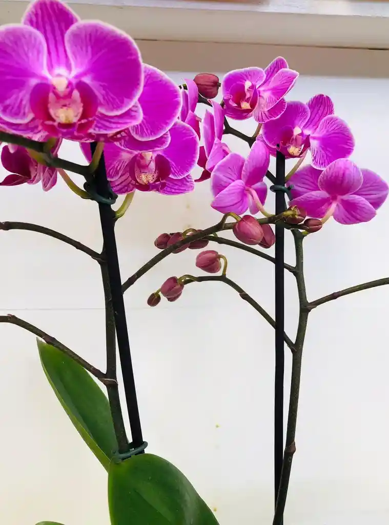 Orquídea Multiflora Lila Con Matero De Lujo