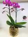 Orquídea Multiflora Lila Con Matero De Lujo
