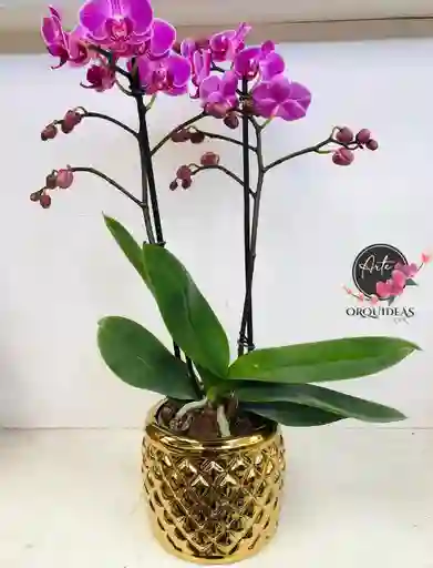 Orquídea Multiflora Lila Con Matero De Lujo