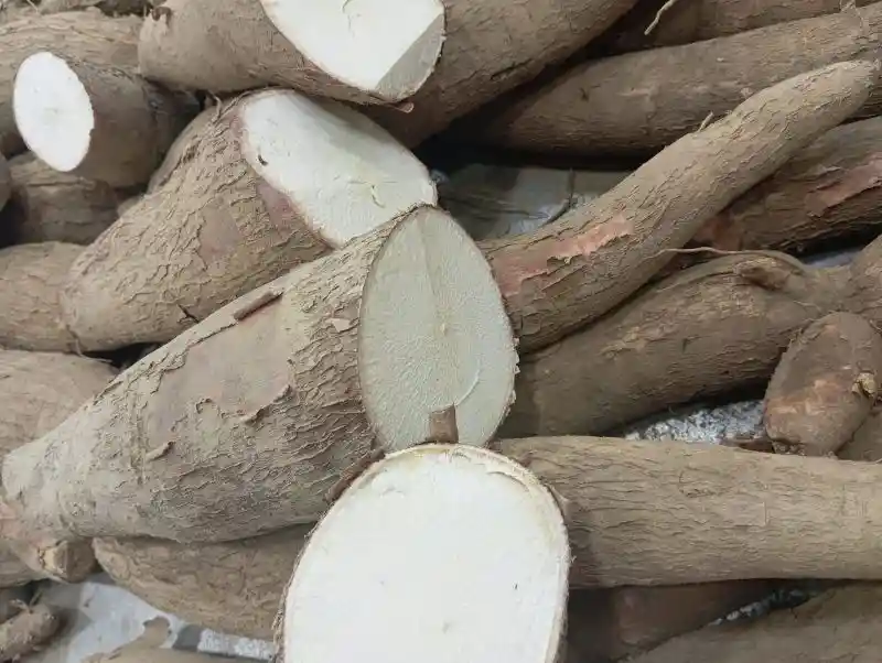 Yuca