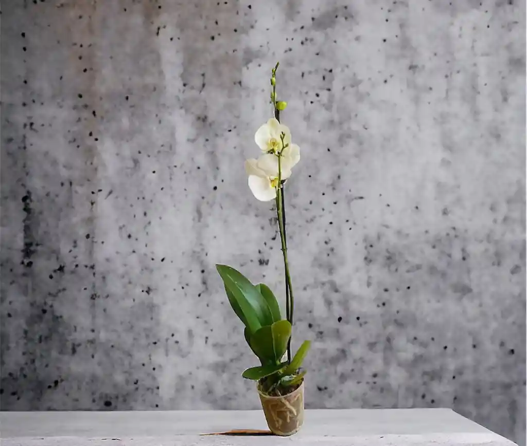 Orquidea 1 Vara Blanco Pureza