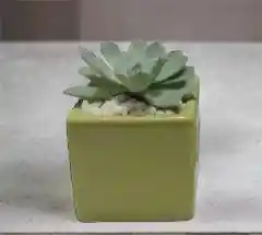 Planta Suculenta En Matera Verde Manzana