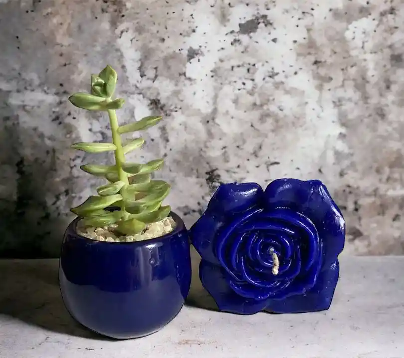 Set Planta Suculenta + Vela Perfumada Azul