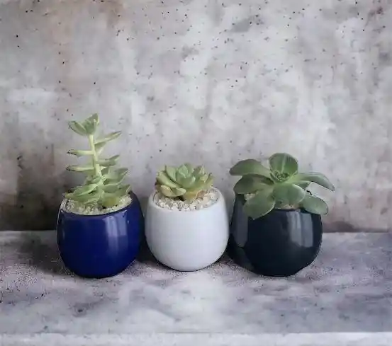 Planta Trio Colores Surtidos #2