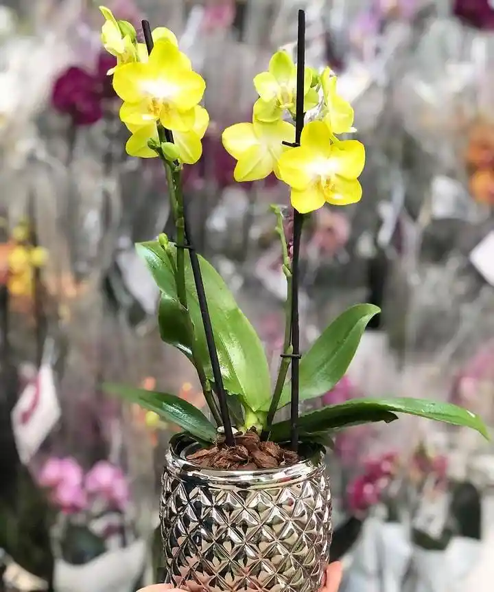 Orquídea Multiflora Amarilla - Con Matero De Lujo