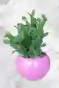 Planta Cactus En Matera Circular Fucsia