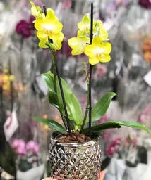 Orquídea Multiflora Amarilla Con Matero De Lujo