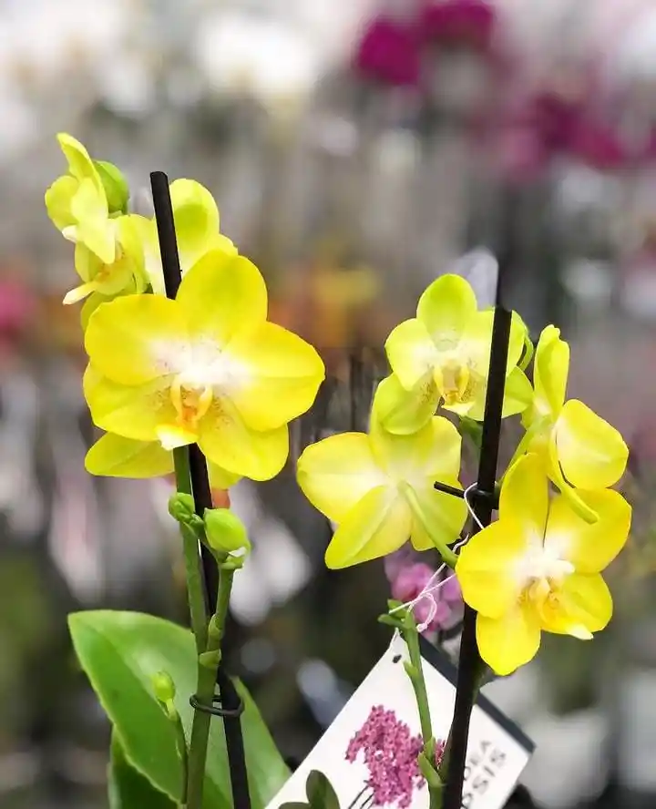 Orquídea Multiflora Amarilla Con Matero De Lujo