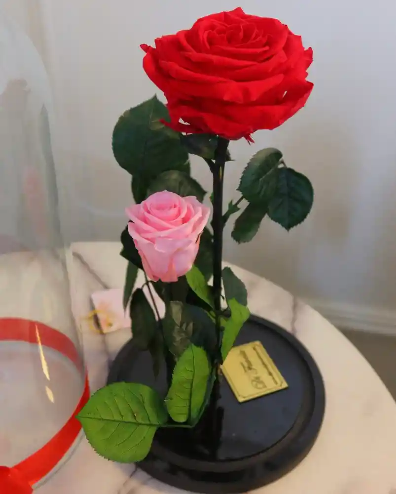 Cupula De La Bella Y La Bestia X 2 Rosas Preservadas En Caja Sorpresa Con Pétalos. Dia De La Mujer