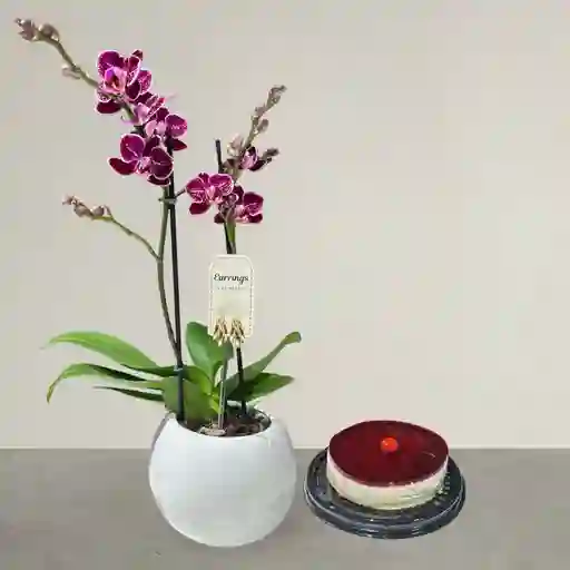 Mata De Orquídea Exclusiva