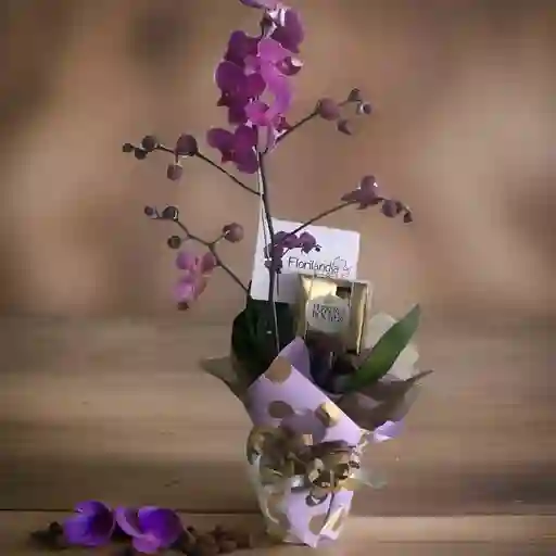 Orquídeas + Chocolate Ferrero