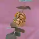 Anillo Apate En Filigrana