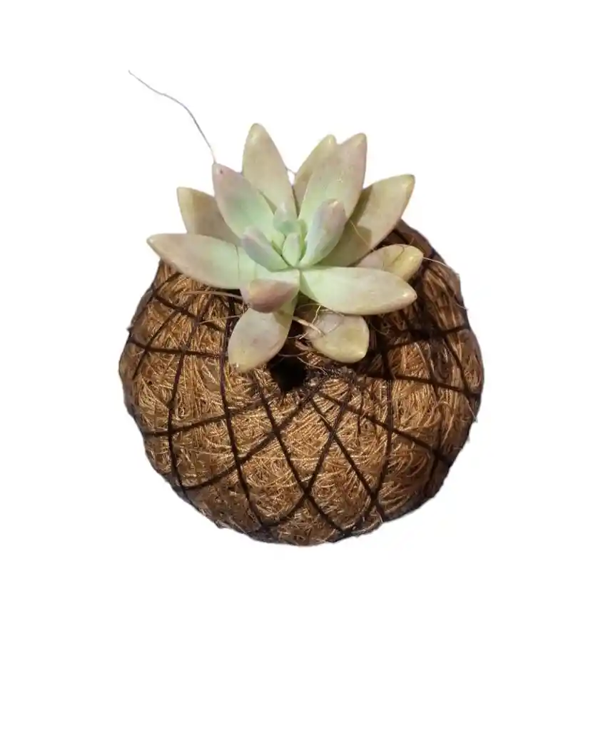 Kokedama Suculenta Mini