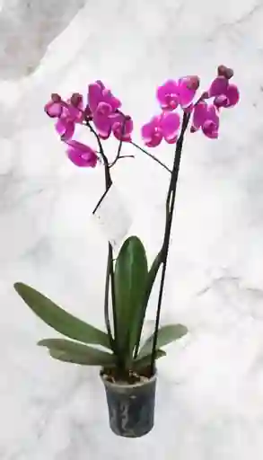 Orquidea Violeta Dos Baras