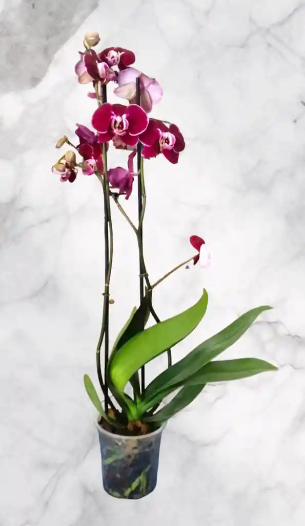 Orquidea Purpura Con Blanco Dos Baras