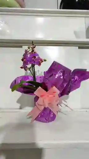 Orquidea Multifloral Una Vara