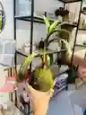 Kokedama