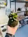 Kokedama