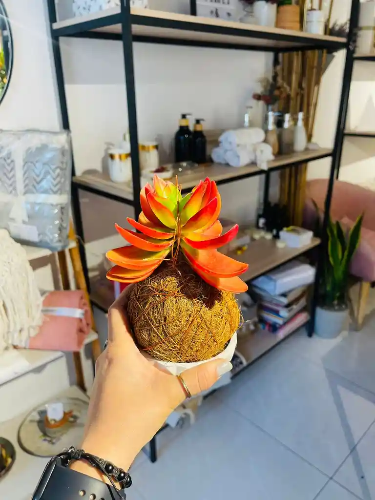 Kokedama