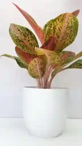 Aglaonema Mariposa+ Maceta Duna