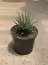 Aloe Cebra