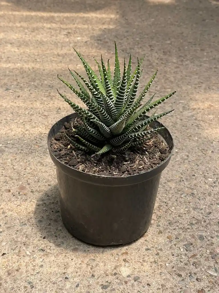 Aloe Cebra