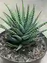 Aloe Cebra