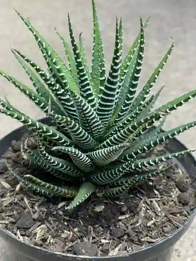 Aloe Cebra