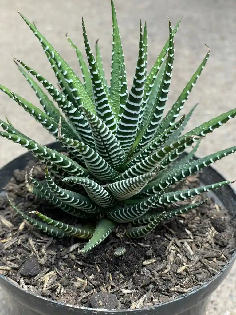 Aloe Cebra