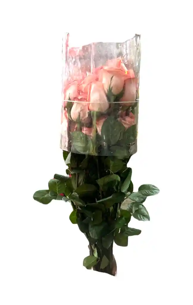 Paquete De Rosas * 24 Rosada