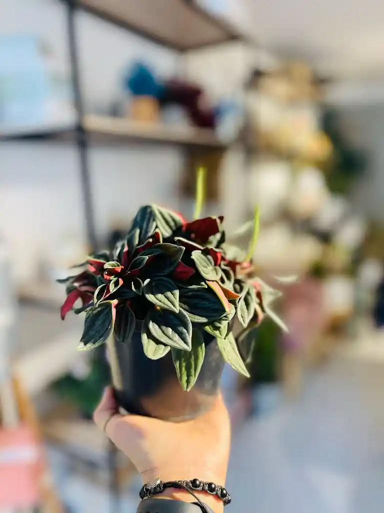 Peperomia Velita