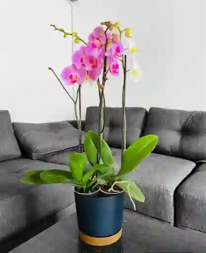 Arreglos Con 2 Orquídeas Grandes