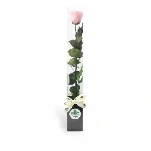 Rosa Preservada Grande Rosada