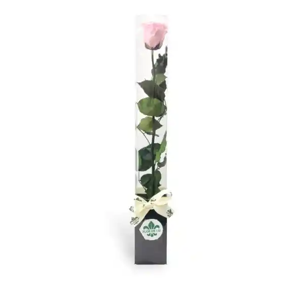 Rosa Preservada Grande Rosada