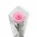 Rosa Preservada Grande Rosada