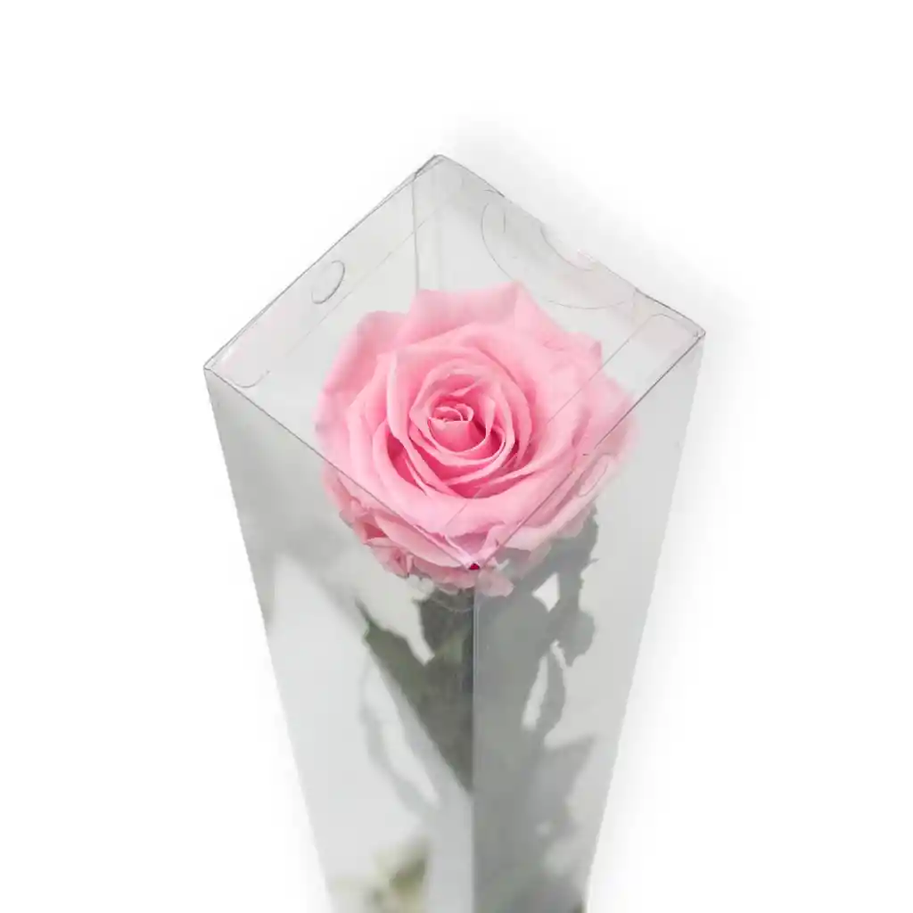Rosa Preservada Grande Rosada