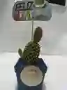 Planta Suculenta O Cactus