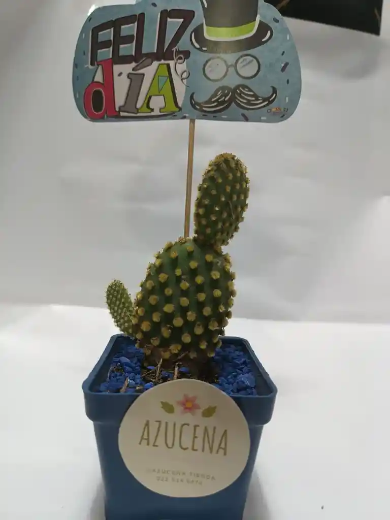 Planta Suculenta O Cactus