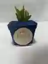 Planta Suculenta O Cactus
