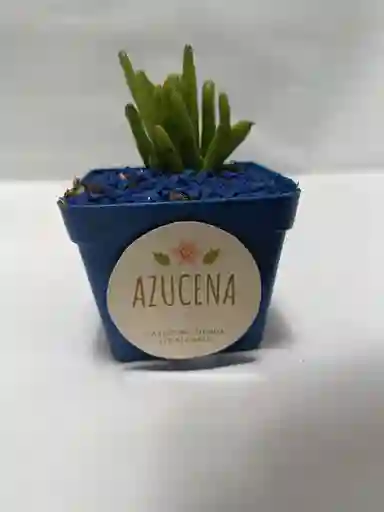 Planta Suculenta O Cactus