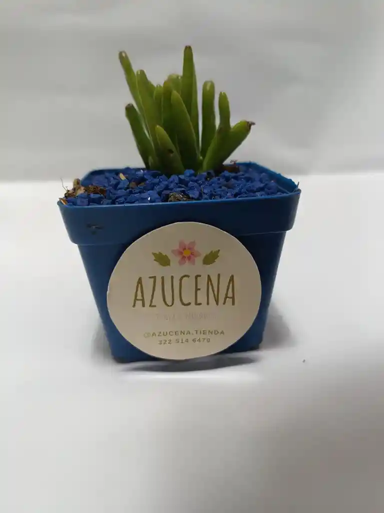 Planta Suculenta O Cactus