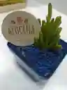 Planta Suculenta O Cactus