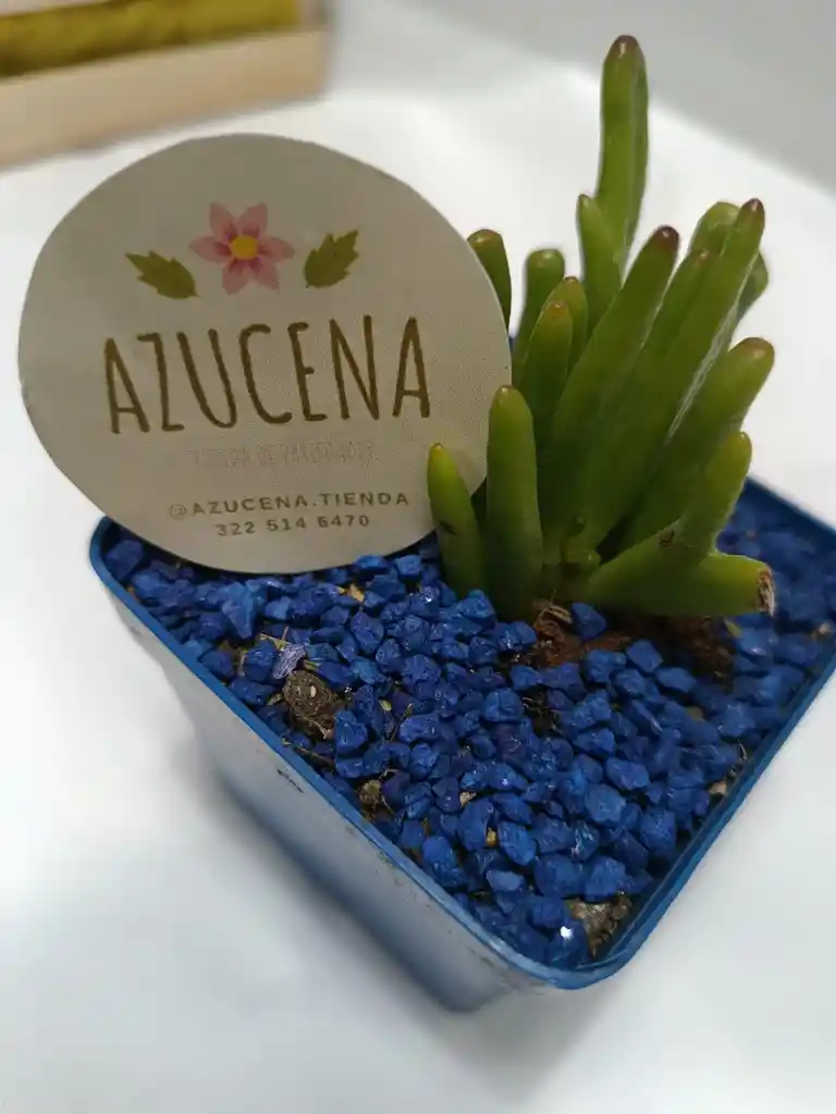 Planta Suculenta O Cactus