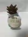 Planta Suculenta O Cactus