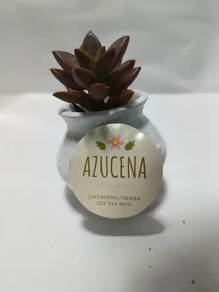 Planta Suculenta O Cactus
