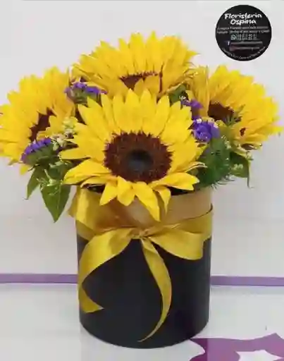 Cilindro Primavera Girasol