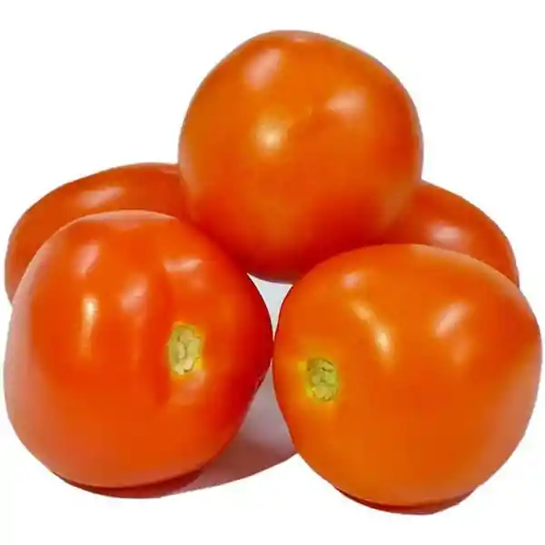 Tomate Chonto